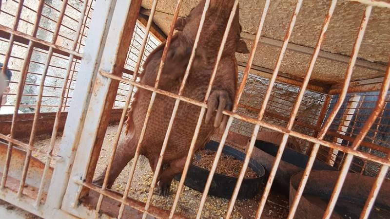 goias maus tratos animais silvestres