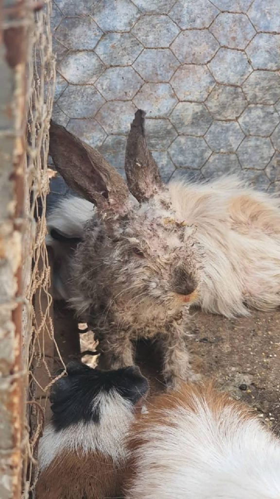 goias maus tratos animais silvestres