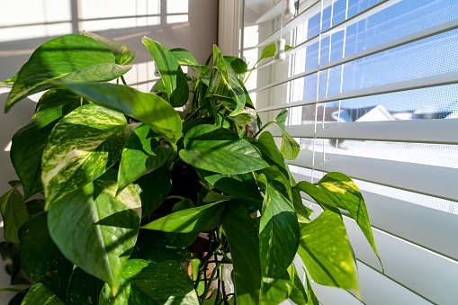 Confira 5 plantas que prometem atrair boas energias para seu lar |  Metrópoles