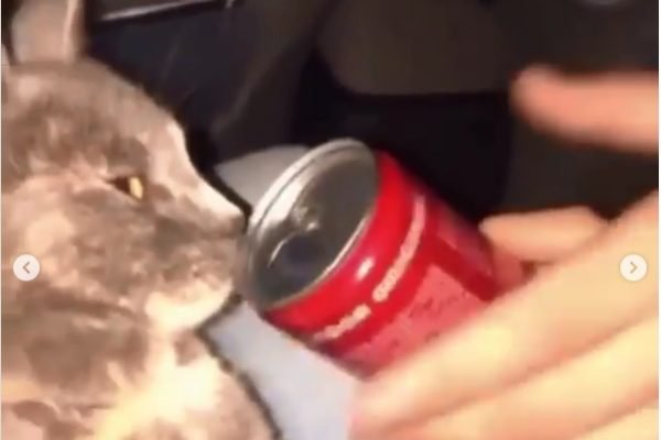 goias universitaria gato lolo