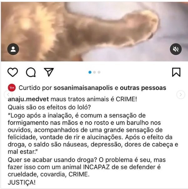 Polícia investiga se mulher aparece em vídeo dando loló a gatinho