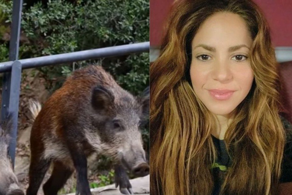 Shakira é atacada por javalis