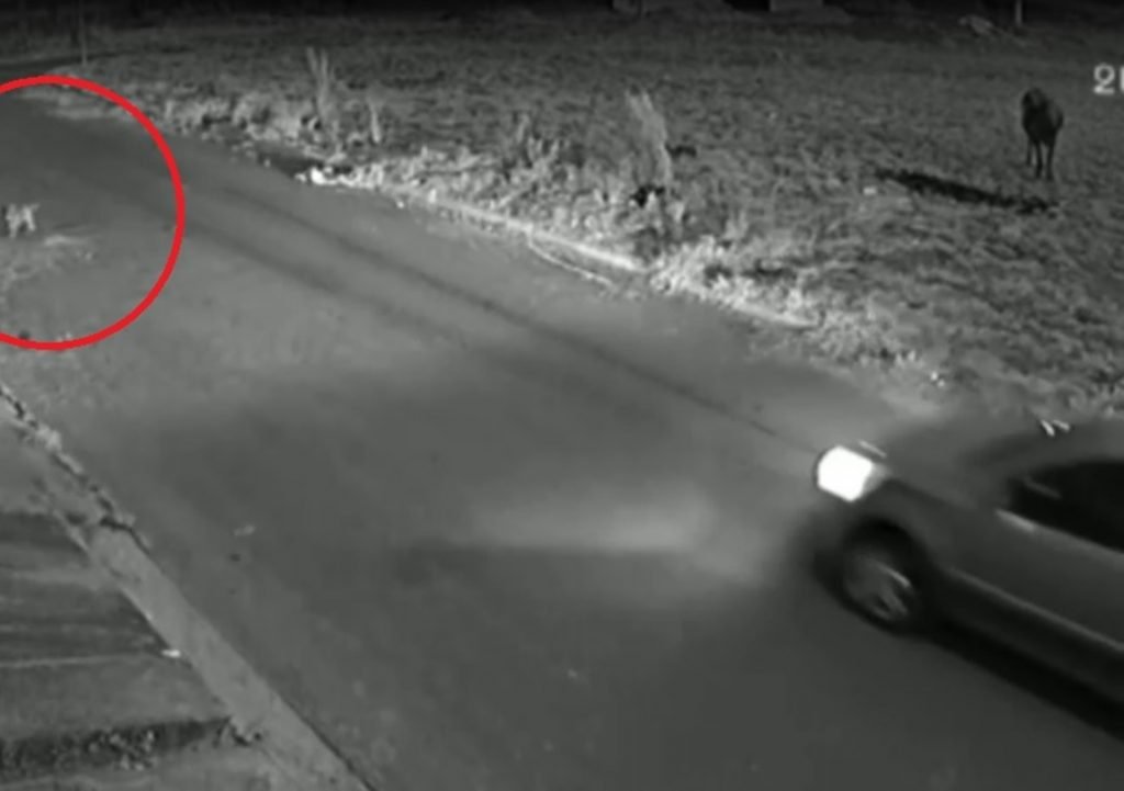 motorista desvia carro para atropelar e matar cão em Anápolis (GO)
