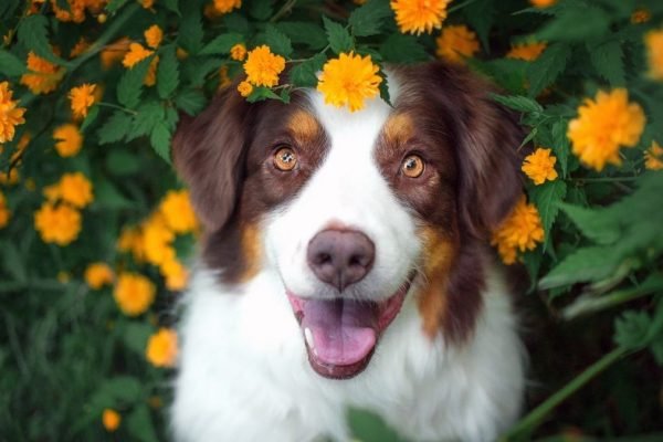 Cachorro em jardim com flores amarelas