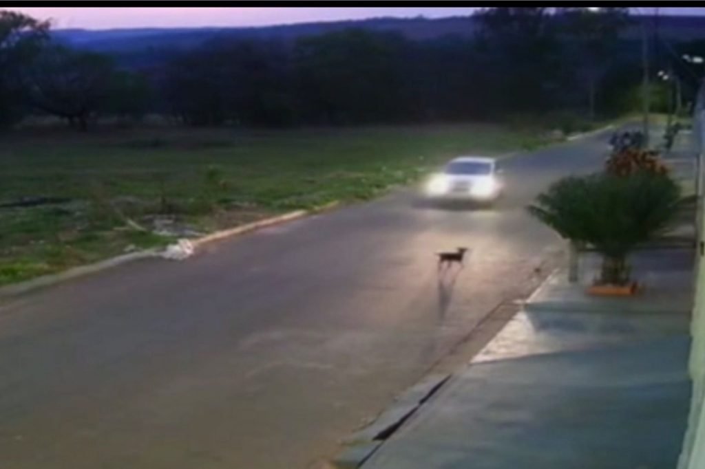 Cachorro Atropelado Goias Anapolis