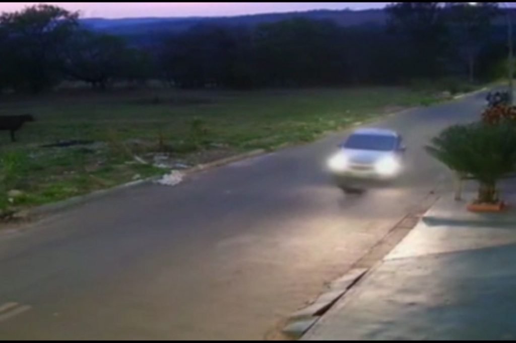 cachorro atropelado anapolis goias
