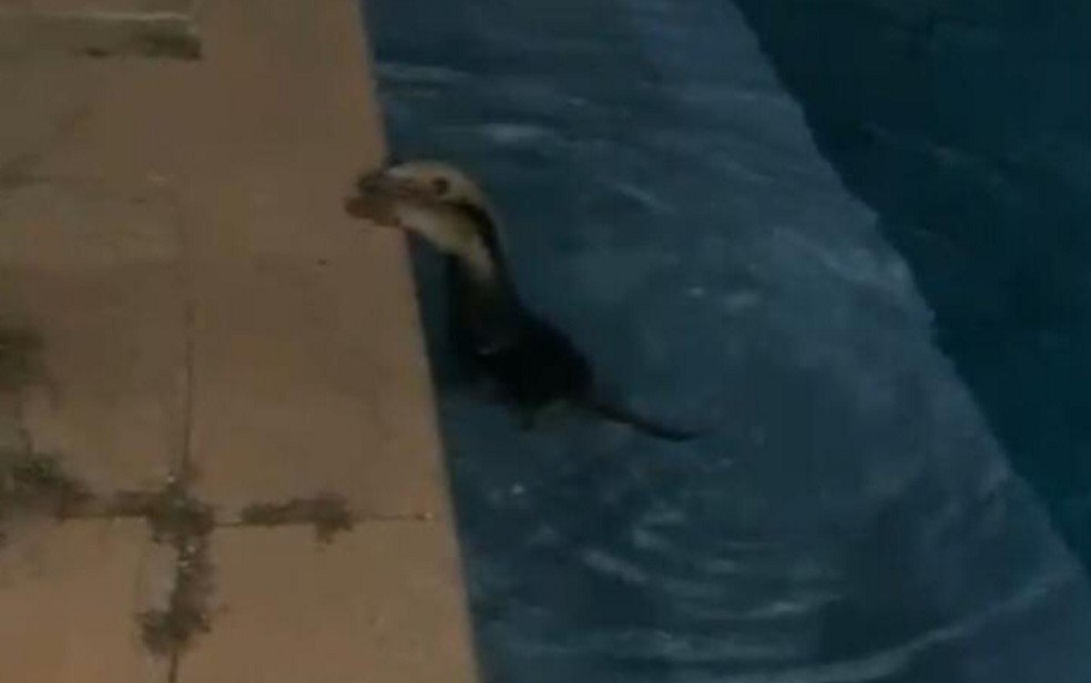 goias tamandua em piscina