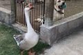 Ganso e labrador formam amizade inusitada