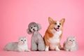 Cachorros e gatos juntos em fundo rosa