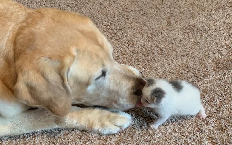 Cachorro 'adota' gata e vídeo super fofo conquista o coração dos