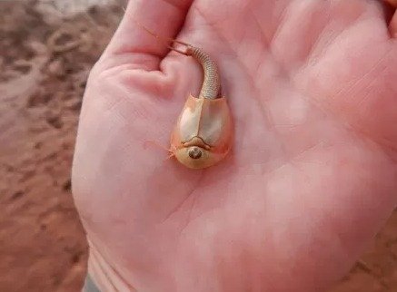Camarão dinossauro é encontrado nos EUA