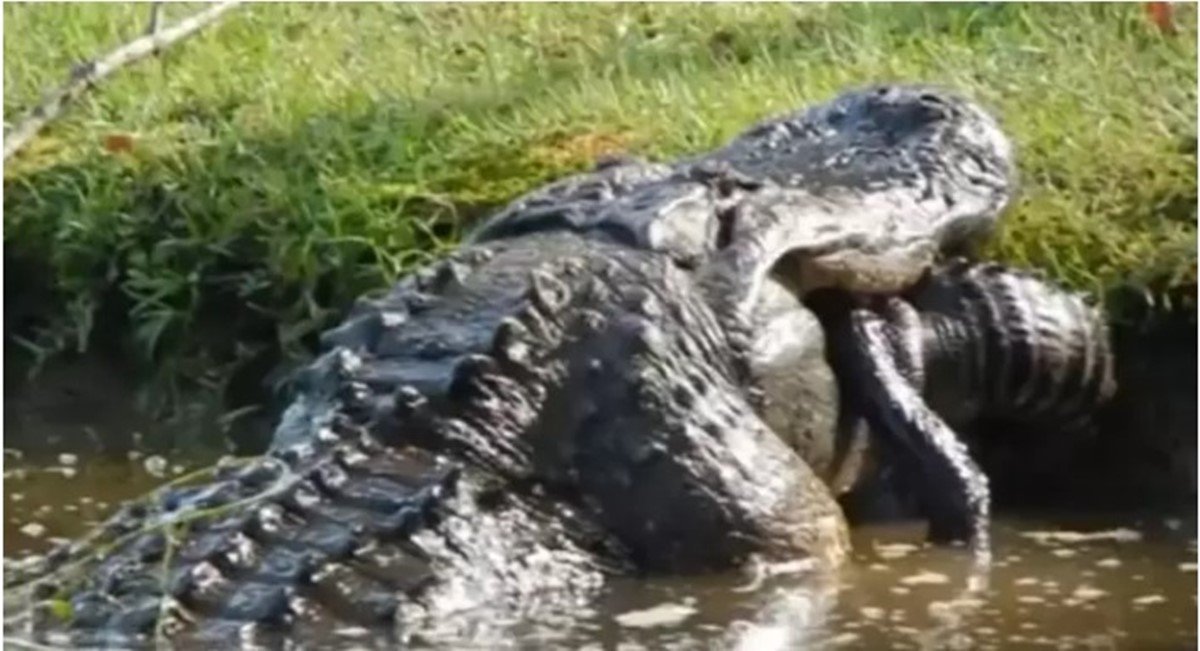jacaré canibal gigante devora animal da mesma espécie por inteiro