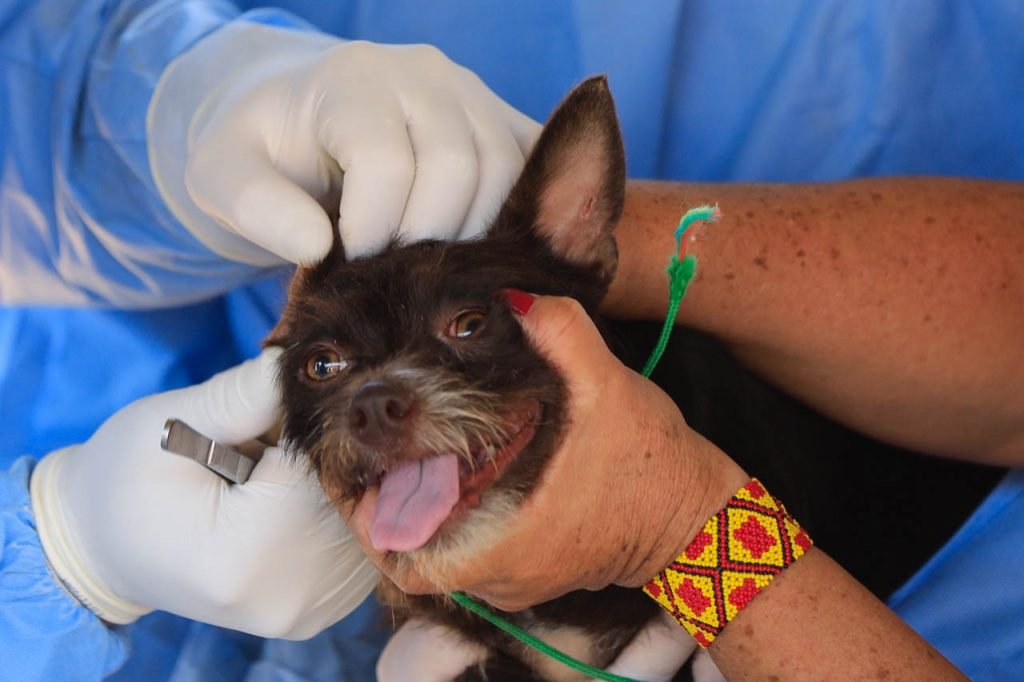 Povo Guajajara recebe atendimento veterinario em ação contra Covid-1938