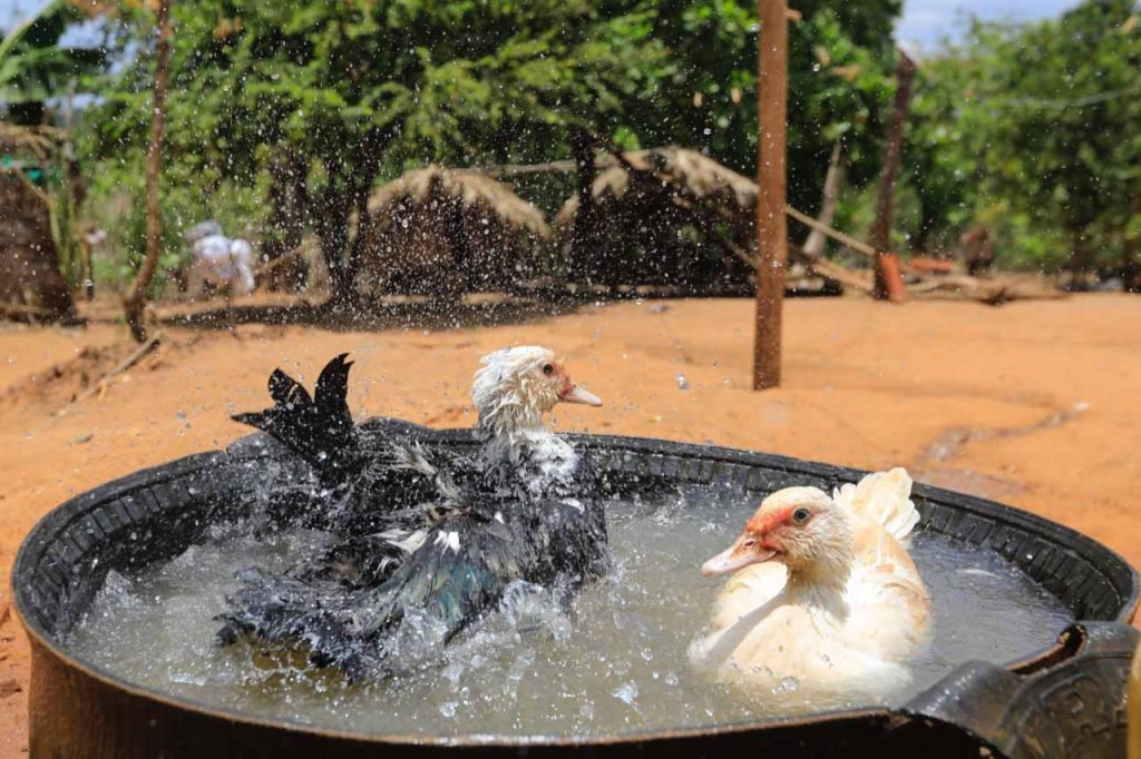 Povo Guajajara recebe atendimento veterinario em ação contra Covid-1938