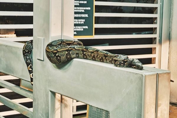 cobra se aloja na entrada de condomínio em anápolis, goiás
