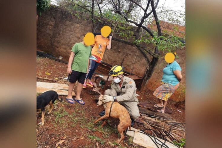 cachorro resgatado goias