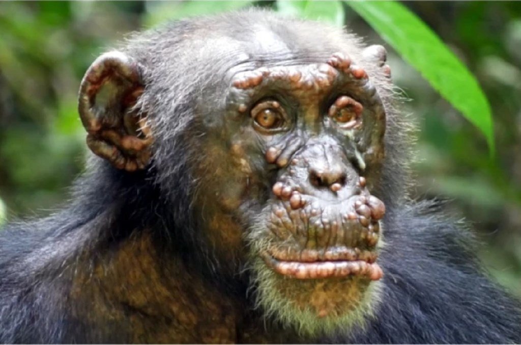 Cientistas detectam lepra em chimpanzés selvagens pela primeira vez
