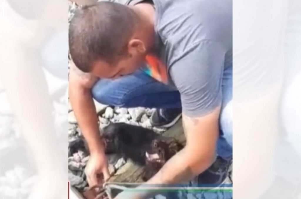 PMs resgatam cadela deixada amarrada em trilhos para morrer em Luzi?nia (GO)
