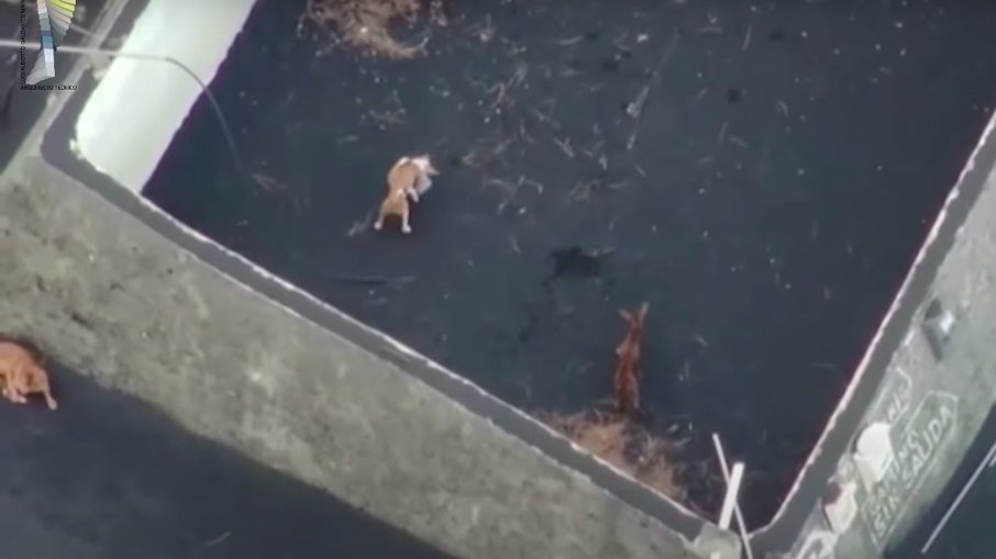 Cachorros ficam cercados por lava e são alimentados por drone em La Palma