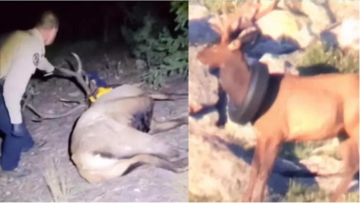 Cervo enorme com pneu preso ao pescoço é finalmente libertado após 2 anos