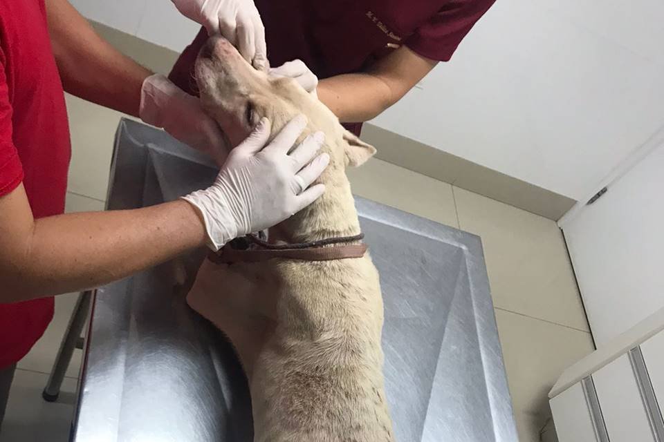 Cães maltratados em Aguas Lindas
