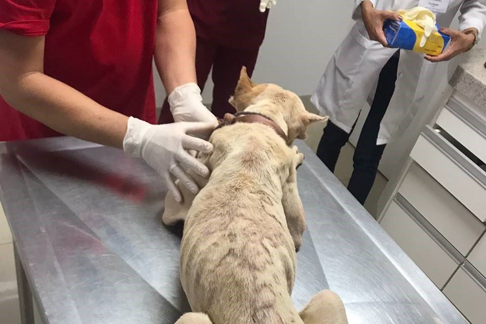 Cães maltratados em Aguas Lindas