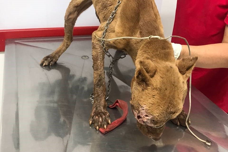 Cães maltratados em Aguas Lindas
