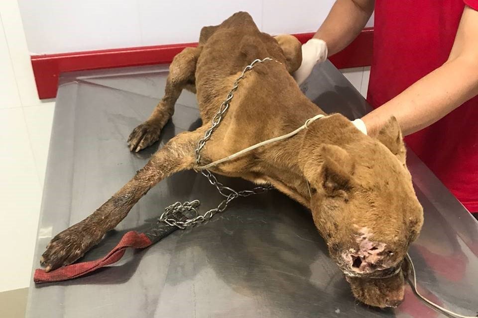 Cães maltratados em Aguas Lindas
