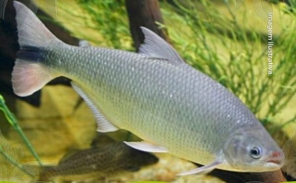 Peixe da espécie piracanjuba foi furtado de zoológico