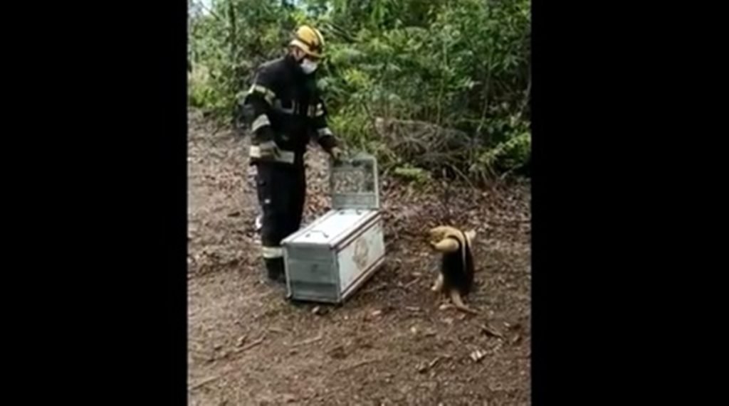 Bombeiros registram movimento de ‘abraço’ de tamanduá-mirim em Morrinhos, Goiás