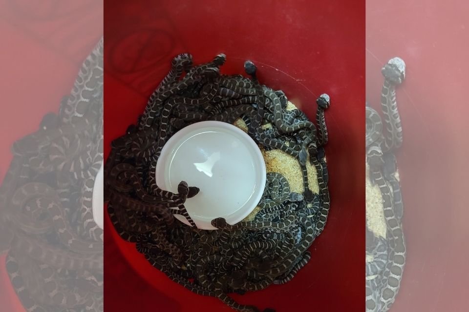 Mulher acha ninho com quase 100 cobras embaixo da própria casa