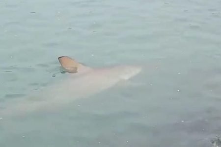 Tubarões foram avistados com mais frequência em Balneário Camboriú desde início das obras de alargamento