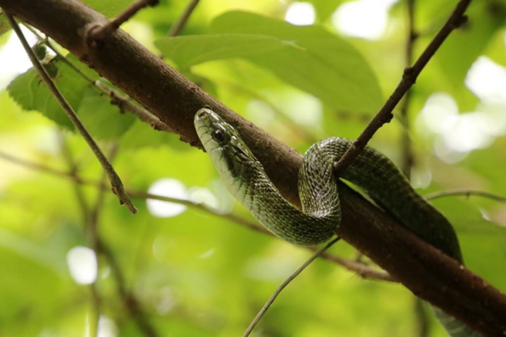 Cobra em árvore de Fukushima