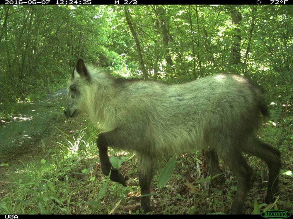 Serow Japonês em Fukushima