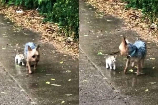 Cachorra e gato