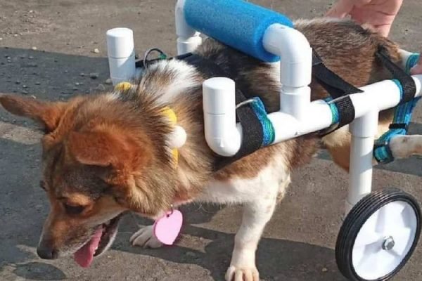 Cachorro com "cadeira de rodas"