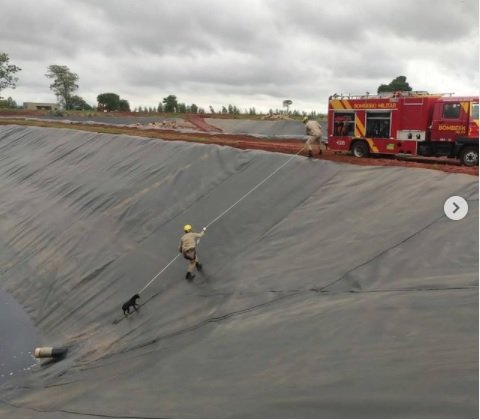 goias cachorros caem em tanque de chorume