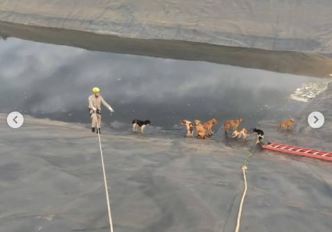 goias cachorros caem em tanque de chorume