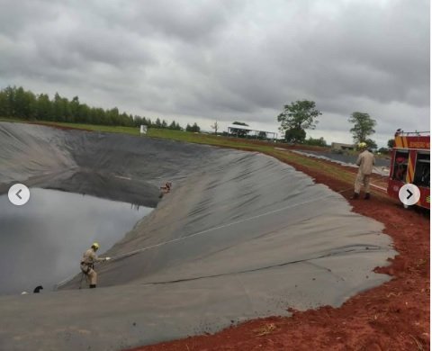 goias cachorros caem em tanque de chorume