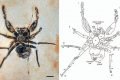 Aranha Cretapalpus vittari será devolvida ao Brasil