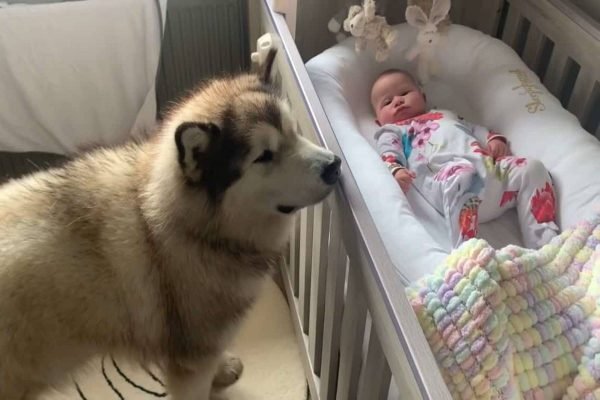 Cachorro fica de baba de bebê