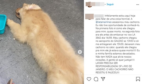 Print do instagram que jovem que perdeu cachorrinho