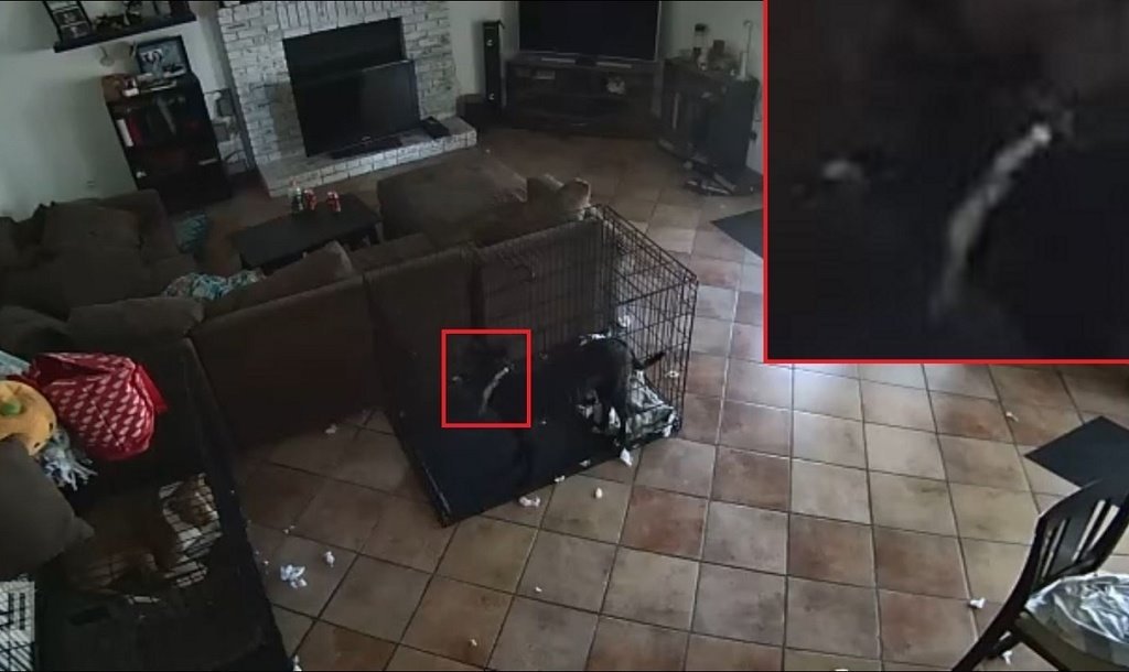 tiktoker diz que fantasma tirou a coleira de seu cachorro