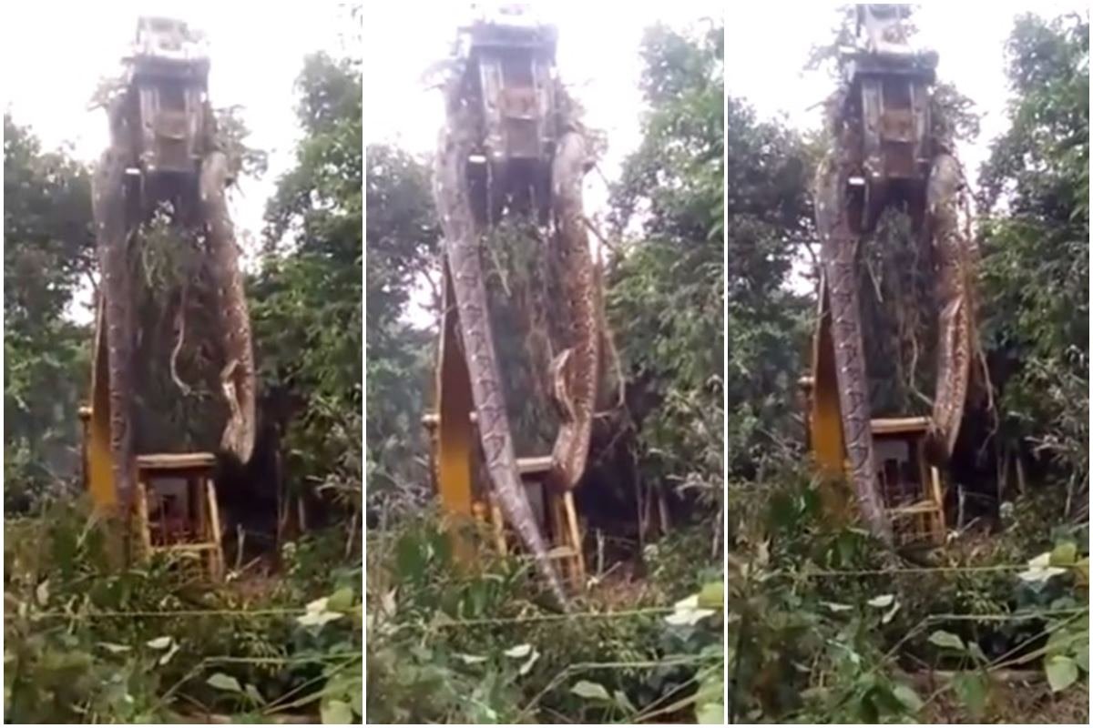 Cobra gigante é retirada de floresta por escavadeira. Veja vídeo