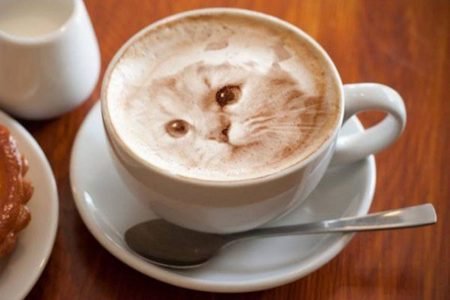 Gato no café