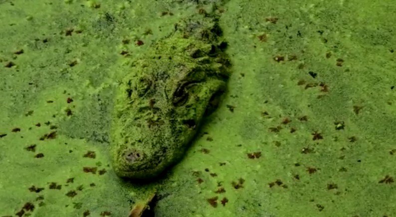 Jacaré quase encoberto pela cor do lago no minizoológico de traficante do PCC