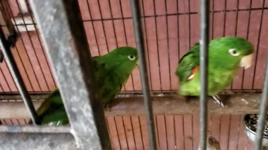 Filhotes de papagaio no minizoológico de traficante do PCC