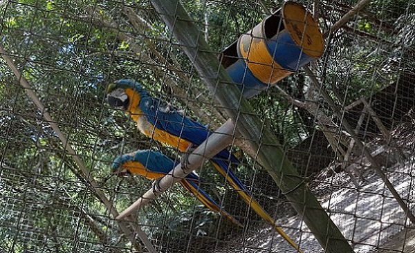 Araras no minizoológico de traficante do PCC