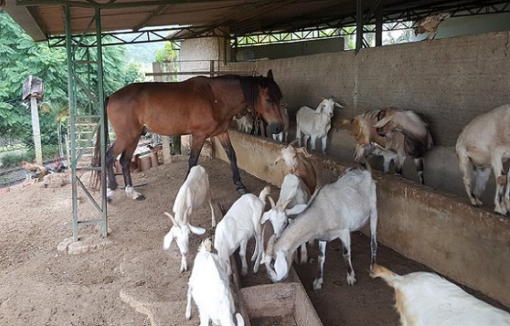 Cavalos, bezerros e galinhas também estavam no minizoológico de traficante do PCC