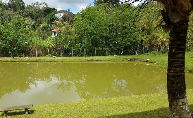 Gansos, patos e cisnes também eram animais encontrados no lago do minizoológico